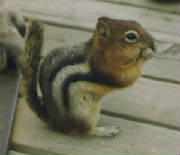 Beverly_Wright_Chipmunk.jpg