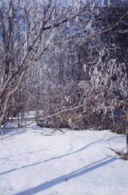 Beverly_Wright_Winter_on_Acreage.jpg