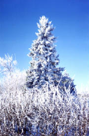 Beverly_Wright_Winter_on_Acreage2.jpg